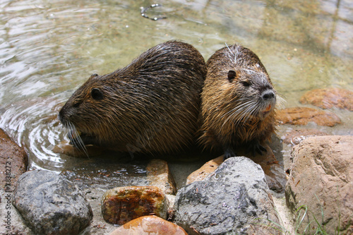 Nutria