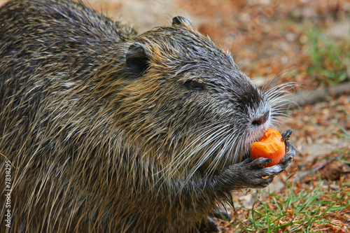 Nutria photo