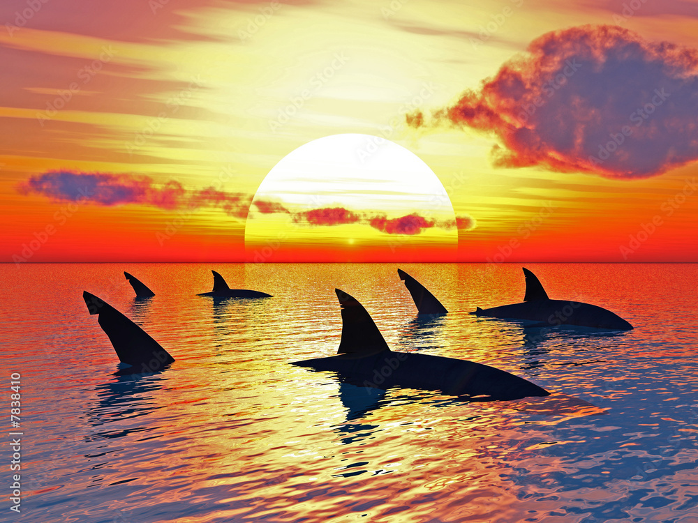 Fototapeta premium Sharks