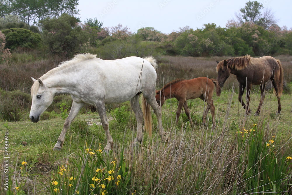 chevaux en camargue