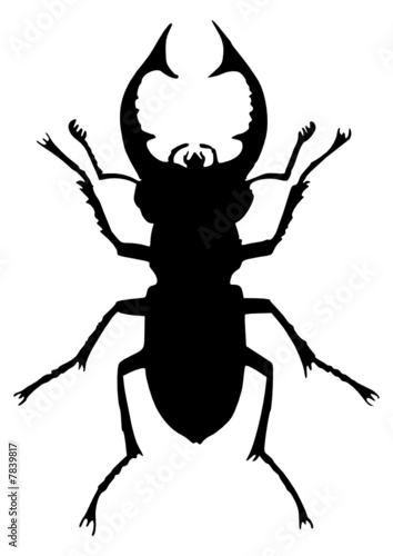Hirschkäfer (Stag beetle, Lucanidae) © Robert Biedermann