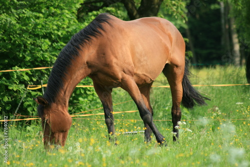 Braunes pferd auf der Weide 
