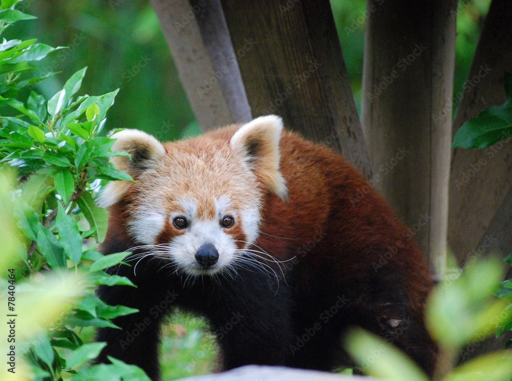 Obraz premium red panda