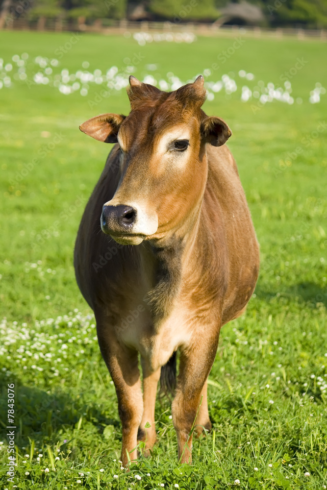 zebu cow