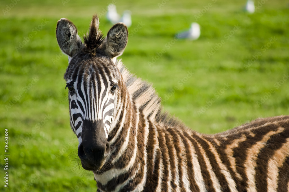 Fototapeta premium zebra