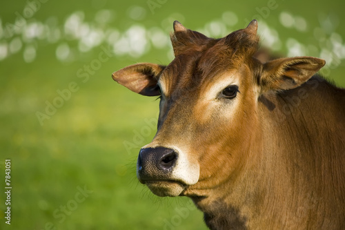 zebu cow portrait