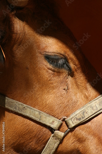 Portrait bovin