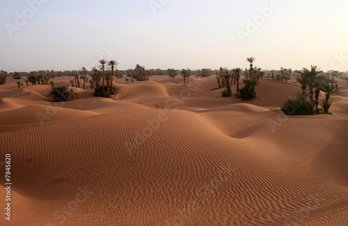 palmiers dans les dunes