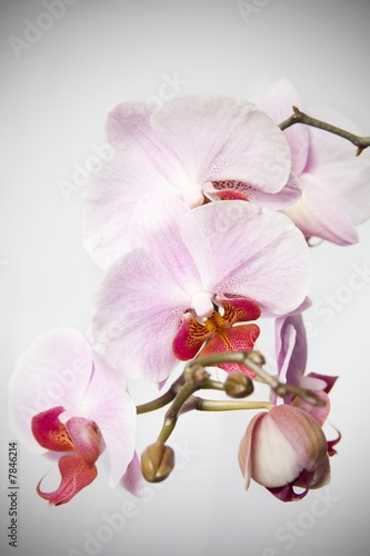 Fototapeta Naklejka Na Ścianę i Meble -  Orchidea