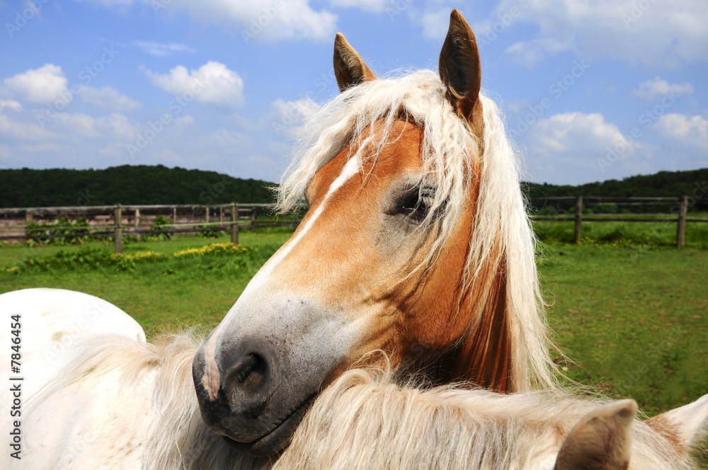 Obraz premium Pferdeliebe