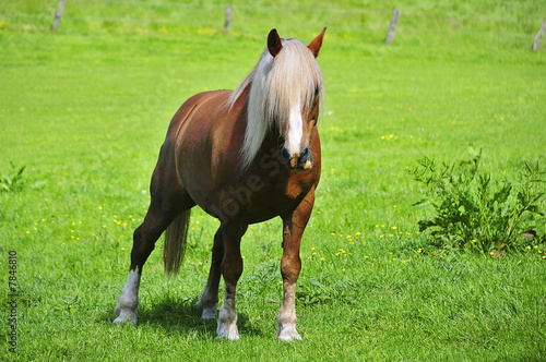 Haflinger mit langer Mähne