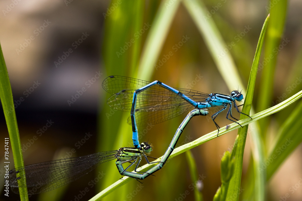 Libelle Libelle