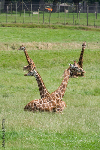 Canvas Print Giraffes in a V