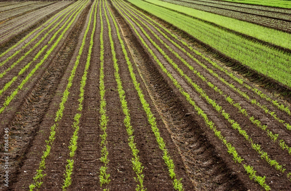 agriculture agriculture