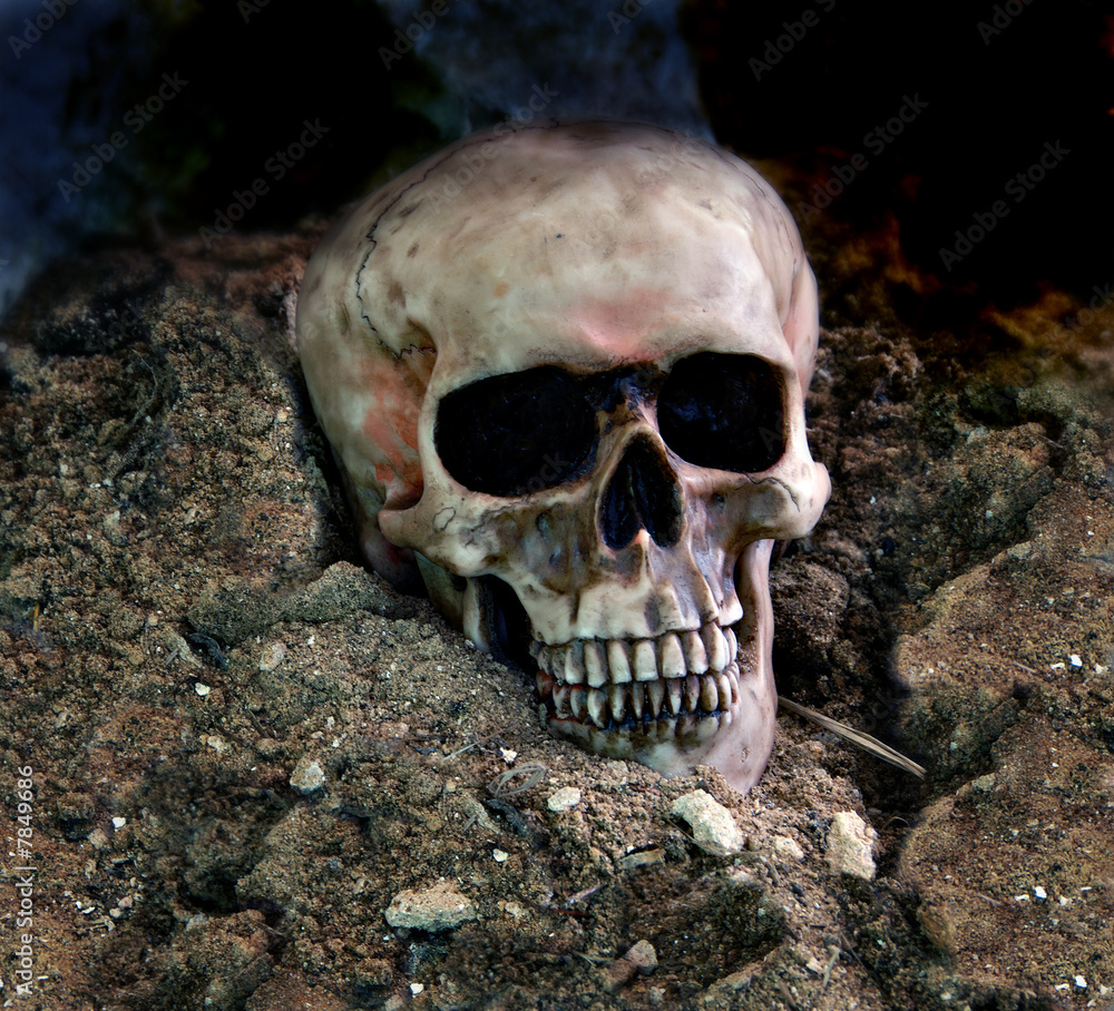 Skull in the Dirt