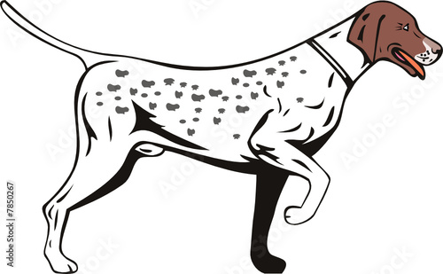Pointer dog