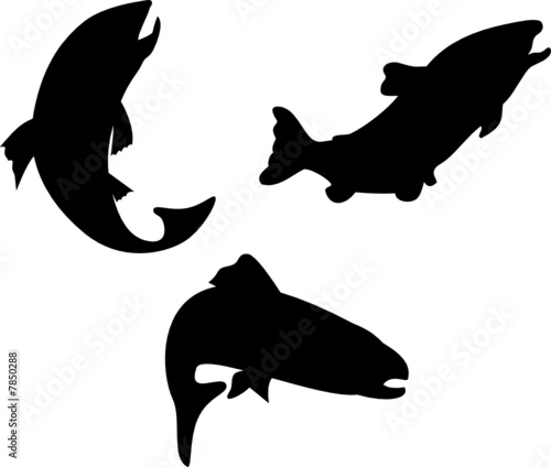 Trout silhouette