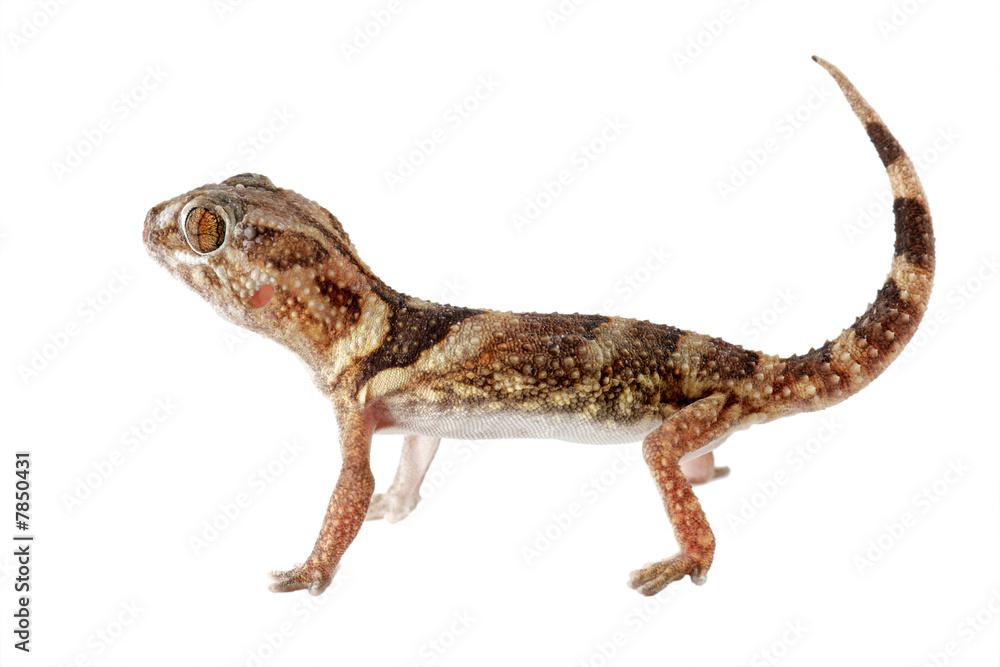 Giant ground gecko on white