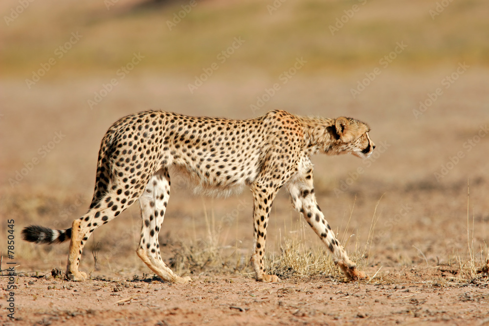 Naklejka premium Stalking Cheetah, Kalahari desert