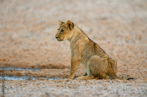 Lion cub, Kalahari desert