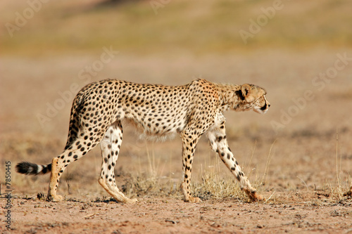 Stalking Cheetah, Kalahari desert