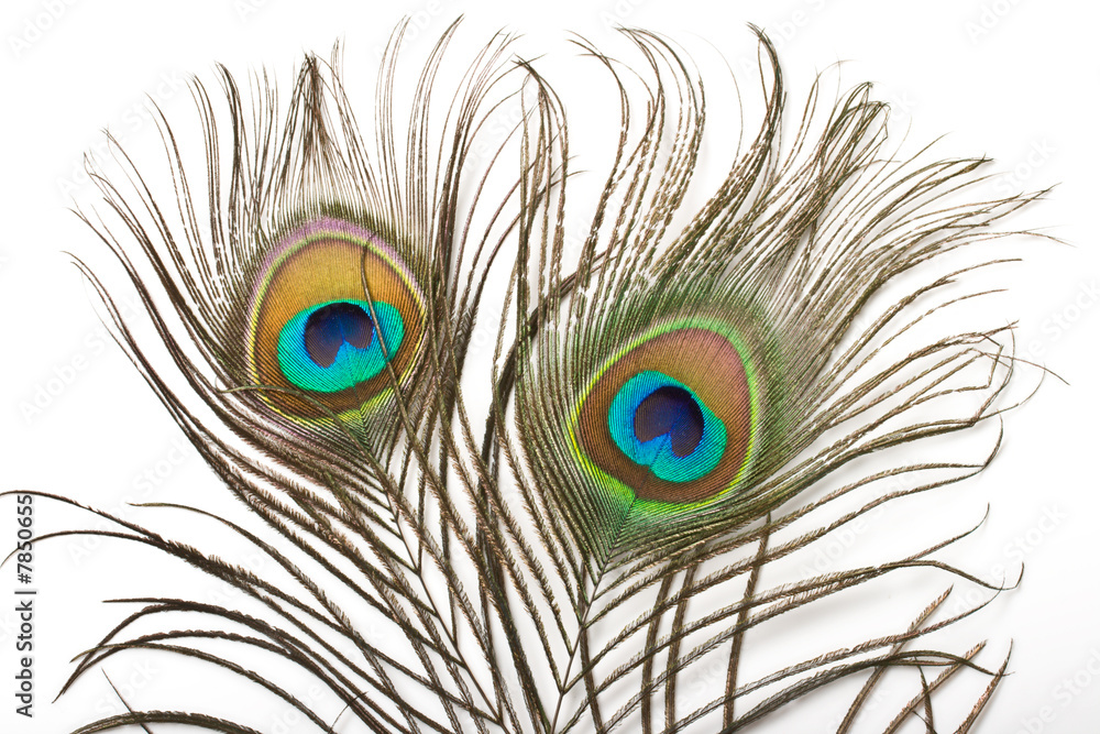 Obraz premium Peacock feather close up