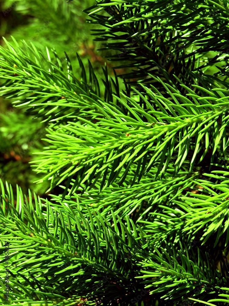 coniferous green background