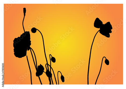 Vektor Klatschmohn Blumenwiese Silhouette