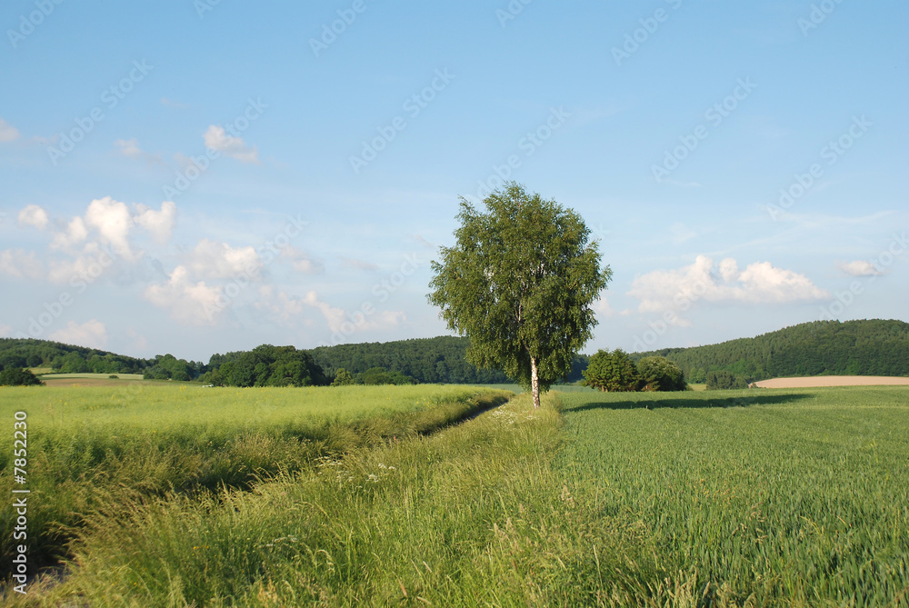 Fototapeta premium Feldweg im Juni