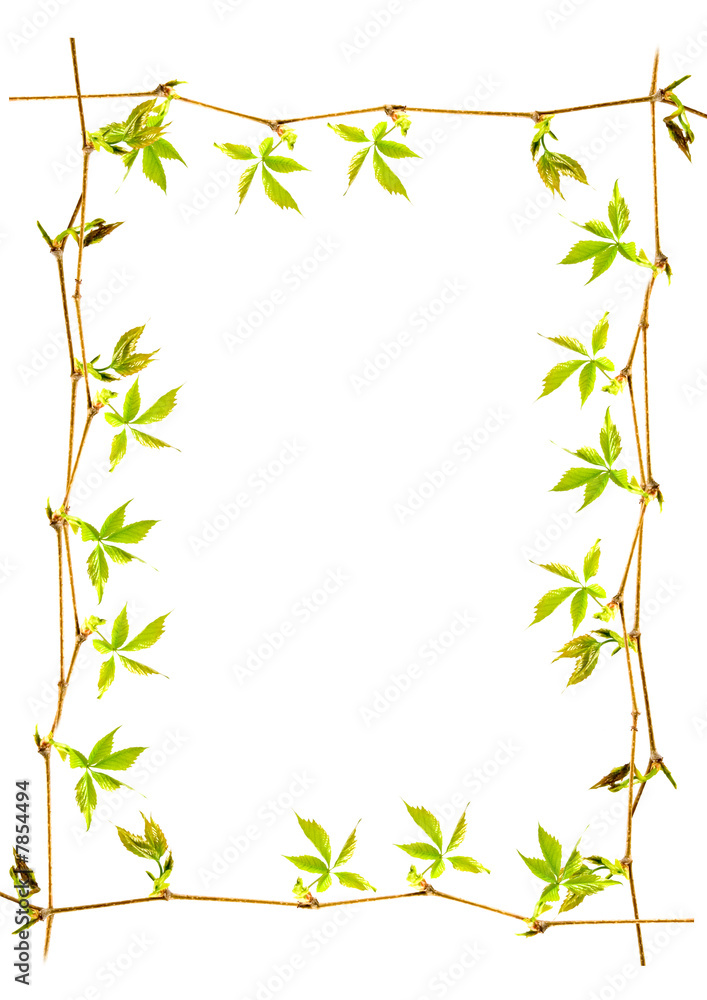 Framework from young branches of the maiden grapes Framework from young branches of the maiden grapes