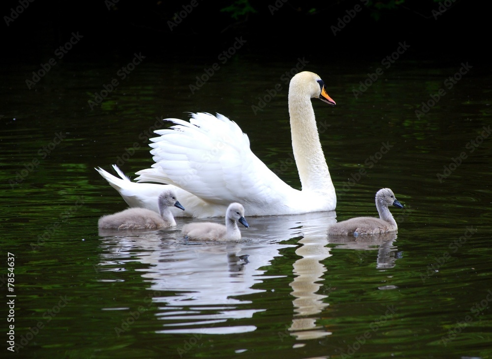 swan and signets swan and signets