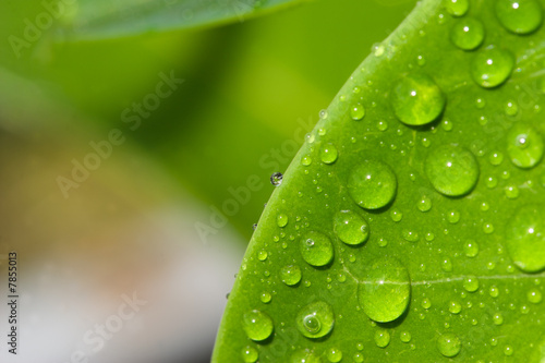 Blatt H2O Natur Wasser Wassertropfen