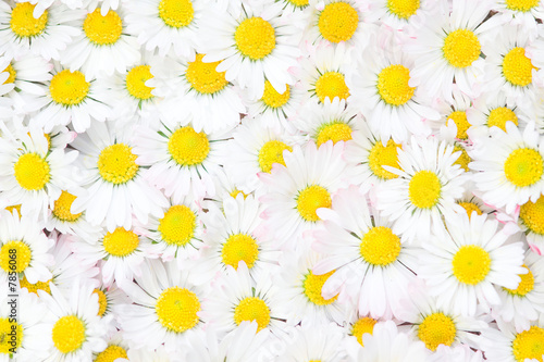 Fototapeta Naklejka Na Ścianę i Meble -  Lots of Daisy Flowers
