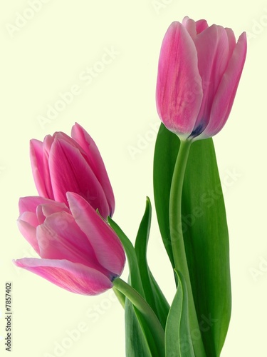 Fototapeta Naklejka Na Ścianę i Meble -  pink tulips posy