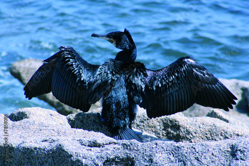 cormoran huppé ailes ouvertes
