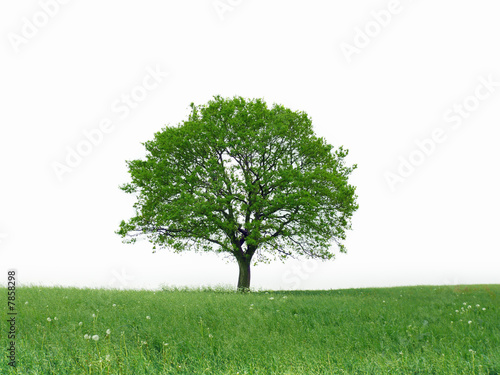 Baum,Hintergrund