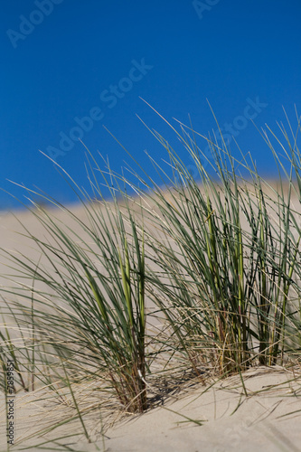 Beach Grass in sand dunes photo