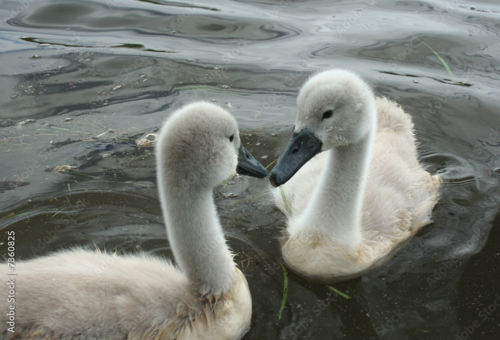 Obraz premium Signets