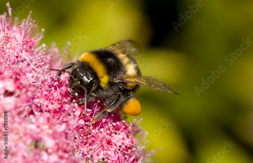 bourdon plein de pollen © AJORON