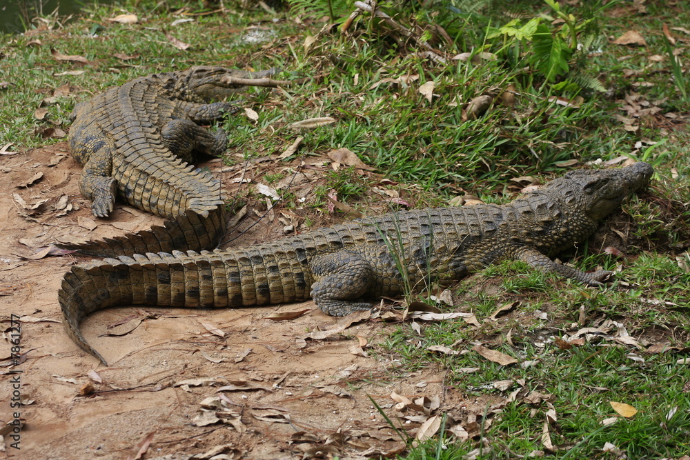 crocodiles allongés