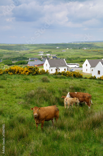 West coast of Ireland in spring