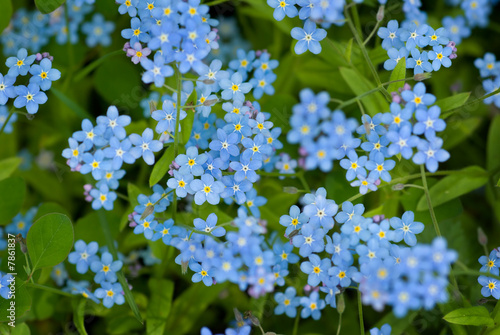 Forget-me-not.