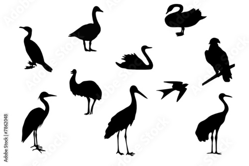 Birds