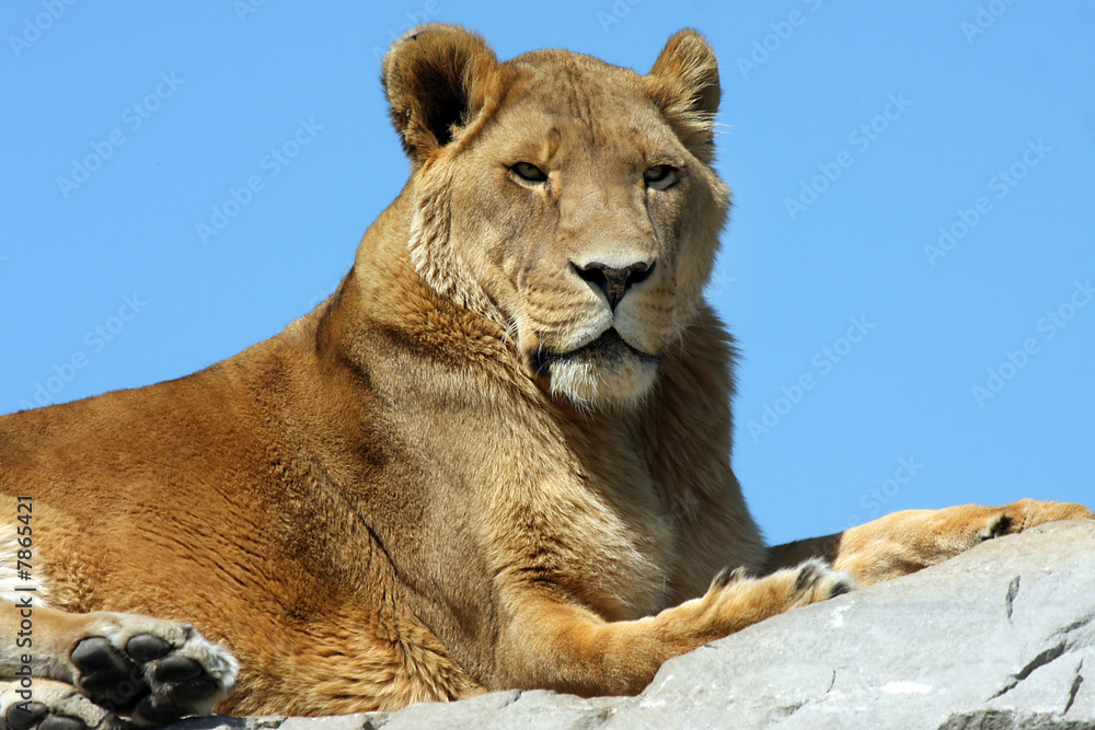 Lioness Lioness