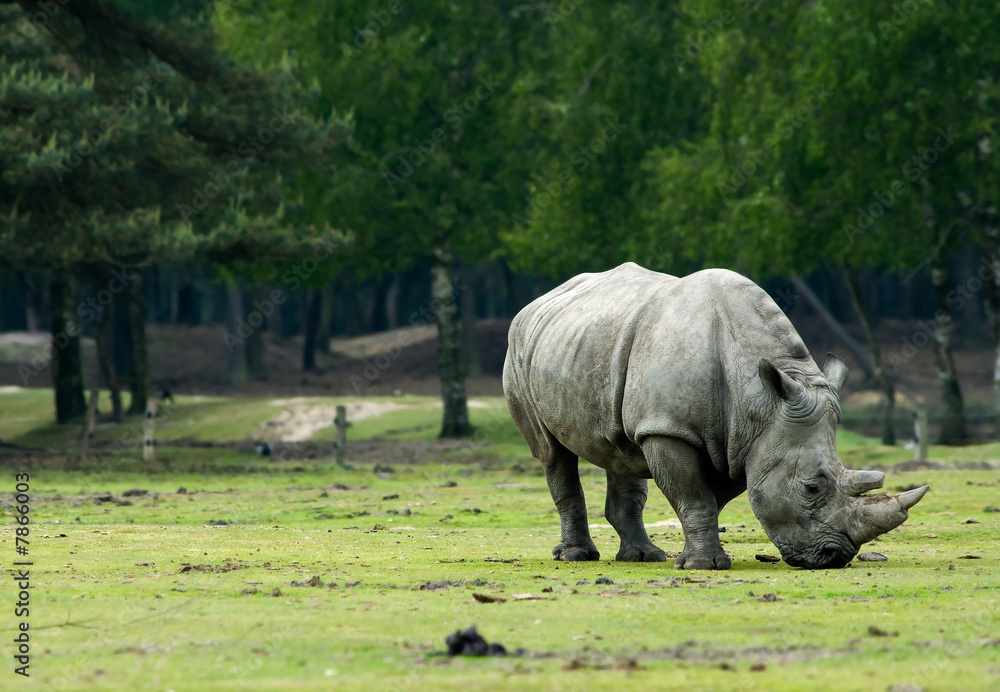 rhinoceros rhinoceros