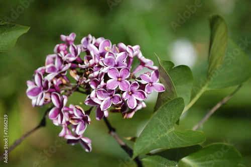 Syringa  lilac  blossom