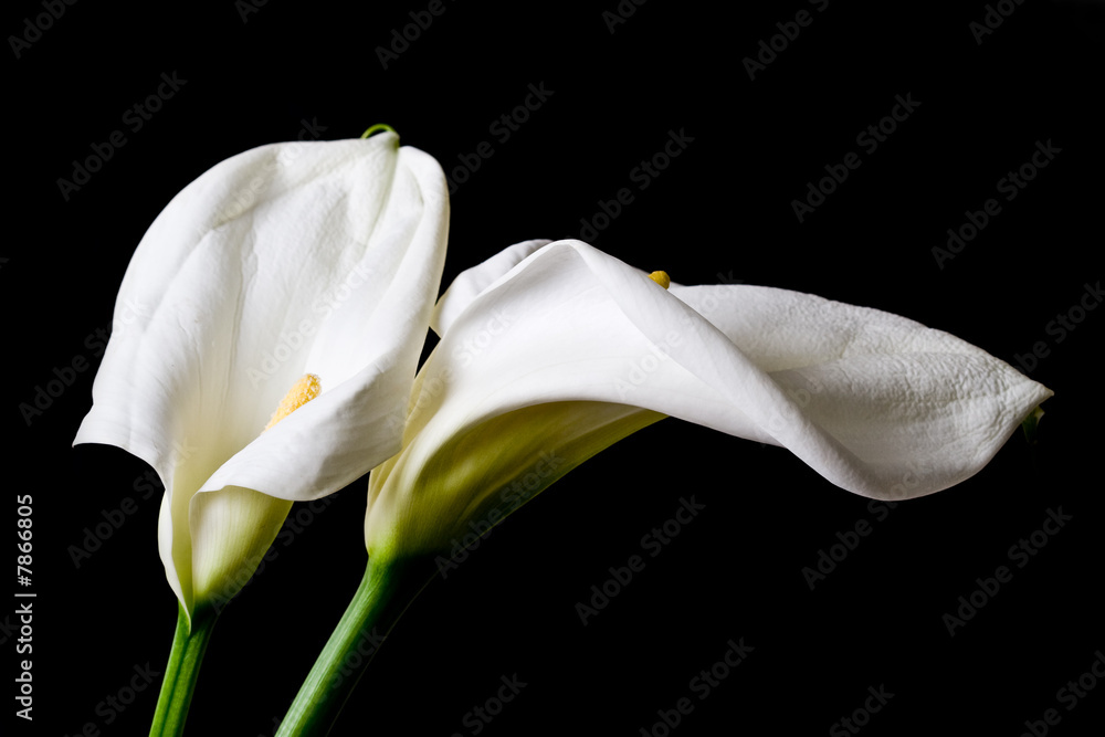 Obraz premium Two calla lily isolated on black background