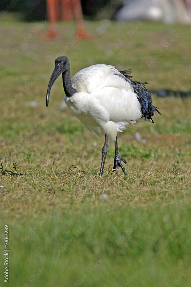 Fototapeta premium Ibis sacré