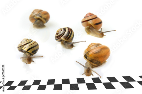Snail racing to the finish line