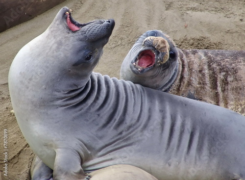 Elephant seals